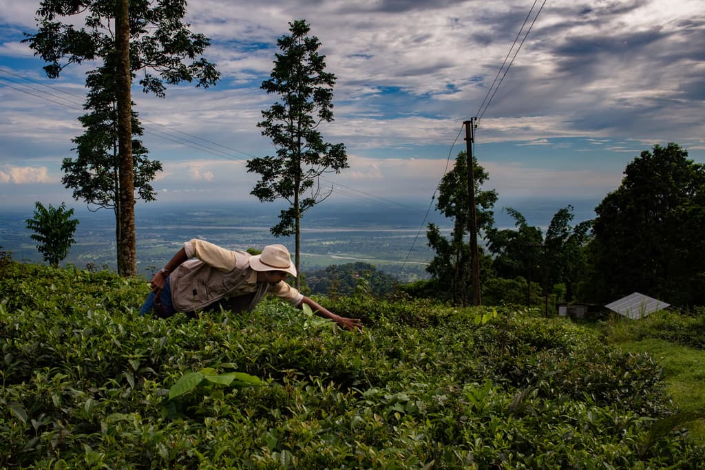 Alt Carbon scores $12M seed to scale carbon removal in India